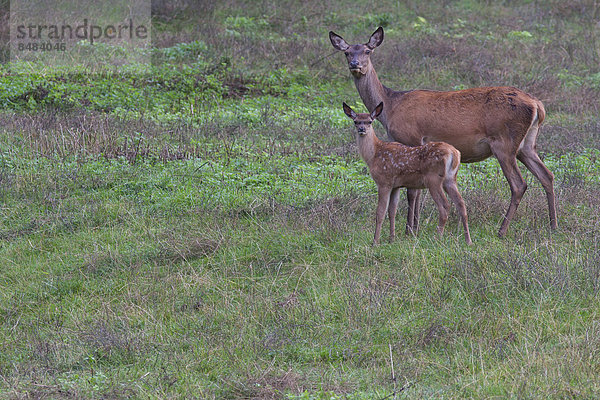 Rothirschkuh (Cervus elaphus) mit Hirschkalb  Arnsberger Wald  Nordrhein-Westfalen  Deutschland