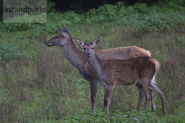 Rothirschkuh (Cervus elaphus) mit Hirschkalb  Arnsberger Wald  Nordrhein-Westfalen  Deutschland