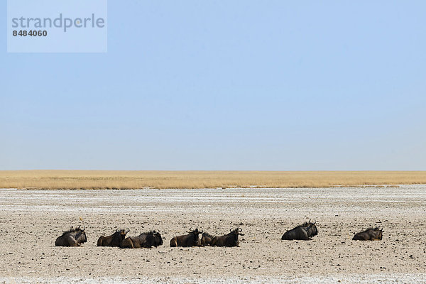 Streifengnu (Connochaetes taurinus)liegen in der Mittagshitze an ausgetrockneter Wasserstelle am Rand der Etosha-Pfanne  Wasserstelle Springbokfontein  Etosha Nationalpark  Namibia