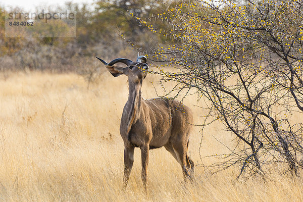 Großer Kudu (Tragelaphus strepsiceros)  Etosha Nationalpark  Namibia