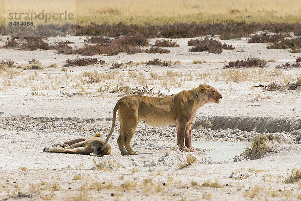 Löwinen (Panthera leo) am Rand der Etosha-Pfanne  Etosha Nationalpark  Namibia