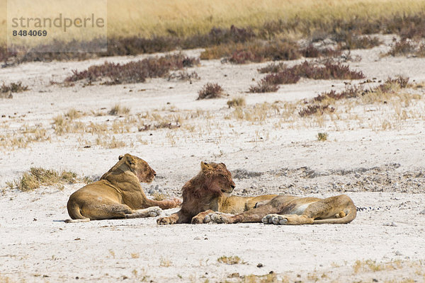 Löwinen (Panthera leo) am Rand der Etosha-Pfanne  Etosha Nationalpark  Namibia