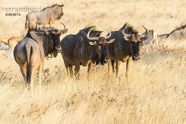 Streifengnu (Connochaetes taurinus)  Gruppe im Steppengras  Etosha Nationalpark  Namibia