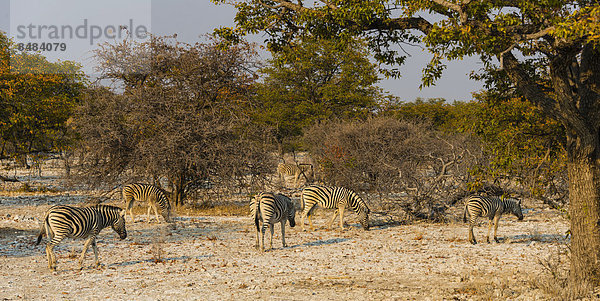 Burchell-Zebras (Equus burchellii) Gruppe im Buschland  Etosha Nationalpark  Namibia