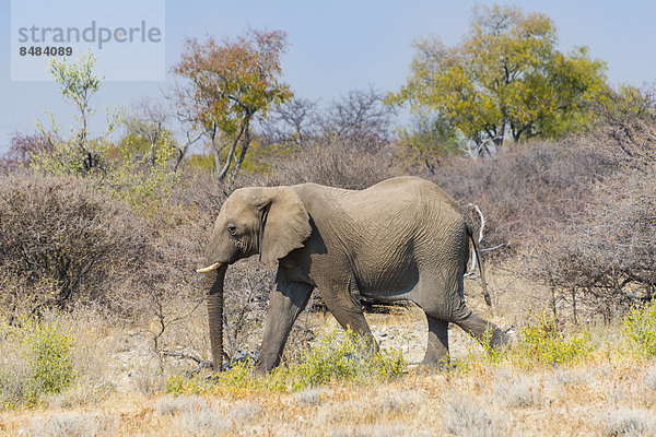 Elefantenbulle streift durchs Buschland  Afrikanischer Elefant (Loxodonta africana)  Etosha Nationalpark  Namibia