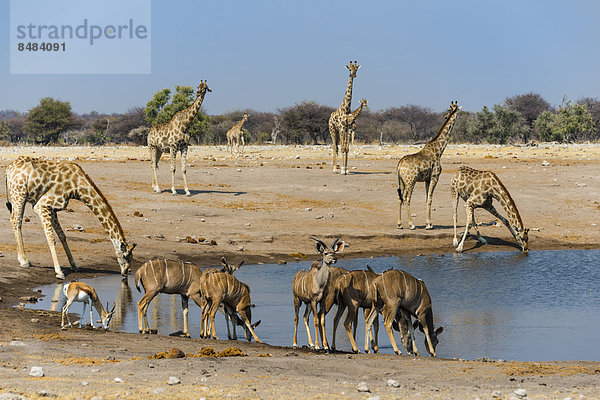Kudus (Tragelaphus strepsiceros) und Giraffen (Giraffa camelopardalis) an Wasserstelle Chudob  Etosha Nationalpark  Namibia