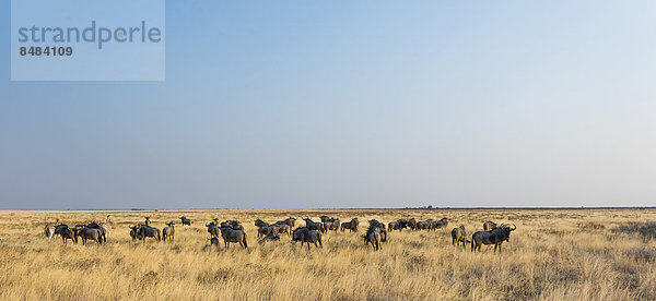 Streifengnu (Connochaetes taurinus)  Herde im Steppengras  Etosha Nationalpark  Namibia