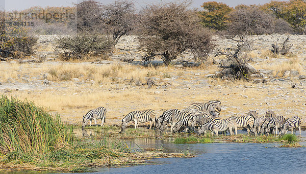 Burchell-Zebra (Equus burchellii) Herde trinkt an der Wasserstelle Homob  Etosha Nationalpark  Namibia