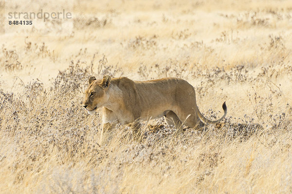 Löwin (Panthera leo) mit Jungen geht durch Steppe  Etosha Nationalpark  Namibia