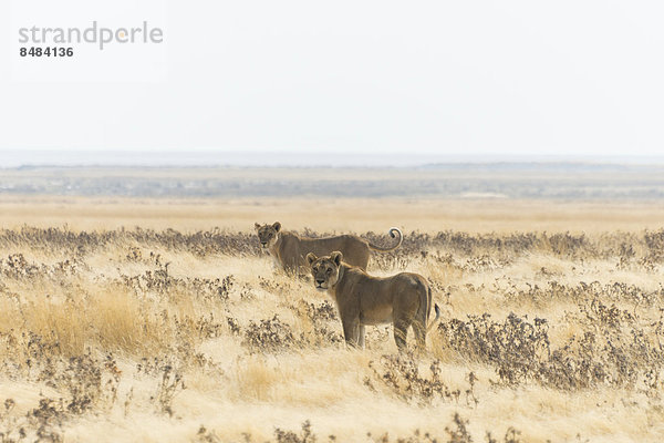 Löwinnen (Panthera leo) stehen in der Steppe  Etosha Nationalpark  Namibia