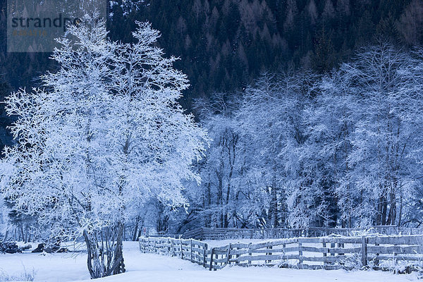 bedecken Baum Tal Frost Österreich Tirol