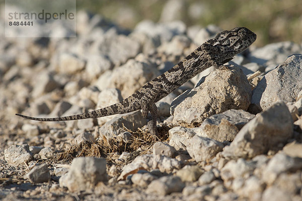 Lappencham‰leon (Chamaeleo dilepis)  Halali  Etosha-Nationalpark  Namibia