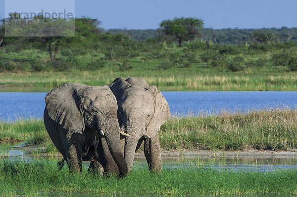 Afrikanische Elefanten (Loxodonta africana) rangeln spielerisch an der Namutoni Wasserstelle  Etosha Nationalpark  Namibia