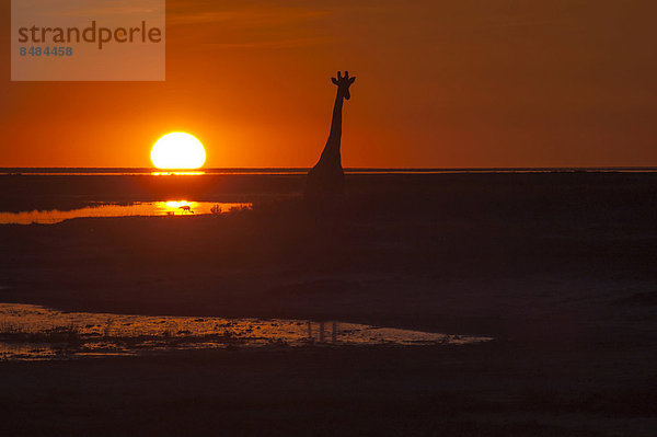 Giraffe (Giraffa camelopardalis) bei Sonnenuntergang im Gegenlicht  Namutoni  Etosha-Nationalpark  Namibia
