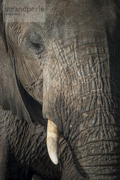 Afrikanischer Elefant (Loxodonta africana)  Portrait  Chobe Waterfront  Chobe Nationalpark  Botswana