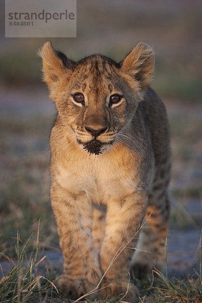 Lˆwe (Panthera leo)  Lˆwenbaby  Namutoni  Etosha Nationalpark  Namibia