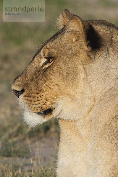 Lˆwe (Panthera leo)  Portrait  Namutoni  Etosha Nationalpark  Namibia