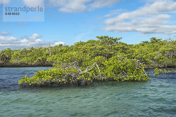 Rote Mangroven (Rhizophora mangle)  Insel Santa Cruz  Gal·pagosinseln  Ecuador