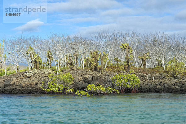 Balsamb‰ume (Bursera graveolens)  Rote Mangroven (Rhizophora mangle) und Opuntien (Opuntia robusta)  Insel Santa Cruz  Galapagos  Ecuador