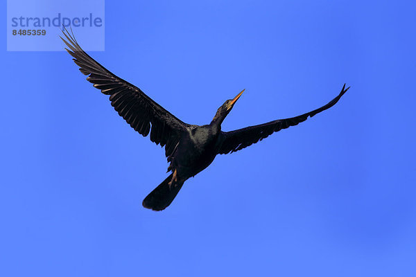 Amerikanischer Schlangenhalsvogel (Anhinga anhinga)  fliegend  Brutkleid  Wakodahatchee Wetlands  Delray Beach  Florida  USA