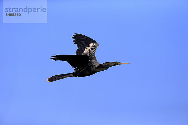 Amerikanischer Schlangenhalsvogel (Anhinga anhinga)  fliegend  Wakodahatchee Wetlands  Delray Beach  Florida  USA