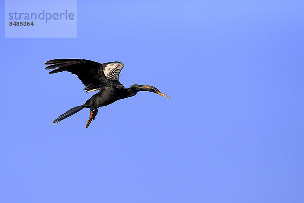 Amerikanischer Schlangenhalsvogel (Anhinga anhinga)  fliegend  Wakodahatchee Wetlands  Delray Beach  Florida  USA