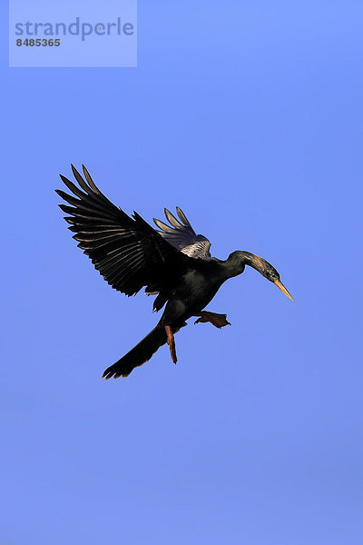 Amerikanischer Schlangenhalsvogel (Anhinga anhinga)  fliegend  Wakodahatchee Wetlands  Delray Beach  Florida  USA