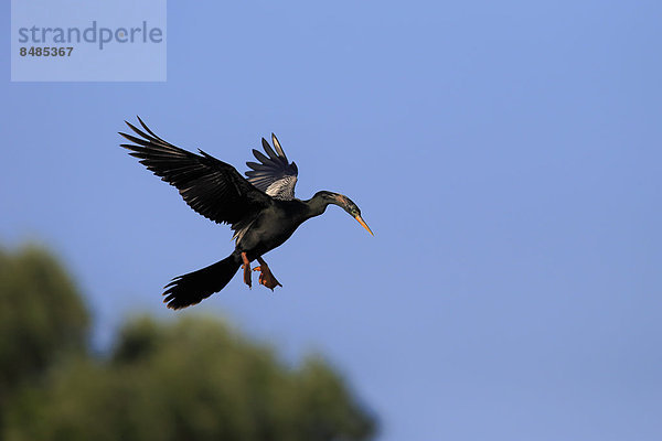 Amerikanischer Schlangenhalsvogel (Anhinga anhinga)  fliegend  Wakodahatchee Wetlands  Delray Beach  Florida  USA