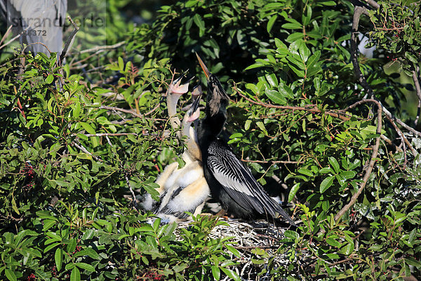Amerikanischer Schlangenhalsvogel  (Anhinga anhinga)  adult  Jungtier  bettelt  im Nest bei F¸tterung  Wakodahatchee Wetlands  Delray Beach  Florida  USA