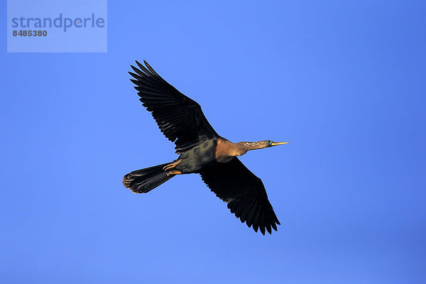 Amerikanischer Schlangenhalsvogel (Anhinga anhinga)  fliegend  Wakodahatchee Wetlands  Delray Beach  Florida  USA