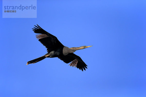 Amerikanischer Schlangenhalsvogel (Anhinga anhinga)  fliegend  Wakodahatchee Wetlands  Delray Beach  Florida  USA