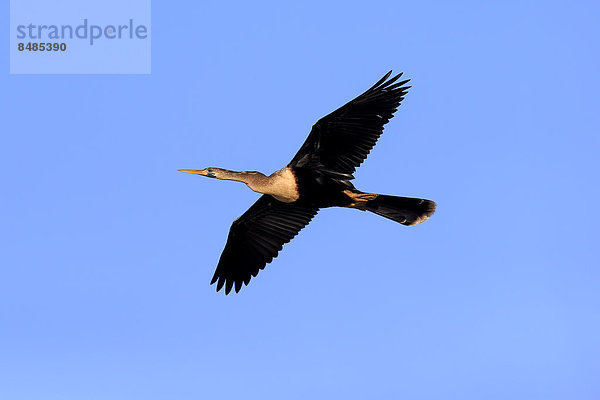 Amerikanischer Schlangenhalsvogel (Anhinga anhinga)  fliegend  Wakodahatchee Wetlands  Delray Beach  Florida  USA