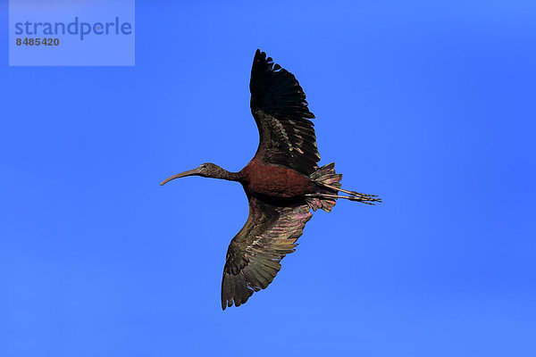 Brauner Sichler (Plegadis falcinellus)  fliegend  Sanibel Island  Florida  USA