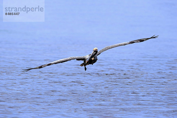 Braunpelikan (Pelecanus occidentalis)  fliegend  Sanibel Island  Florida  USA