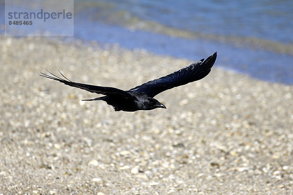 Fischkr‰he (Corvus ossifragus)  adult  Sanibel Island  Florida  USA