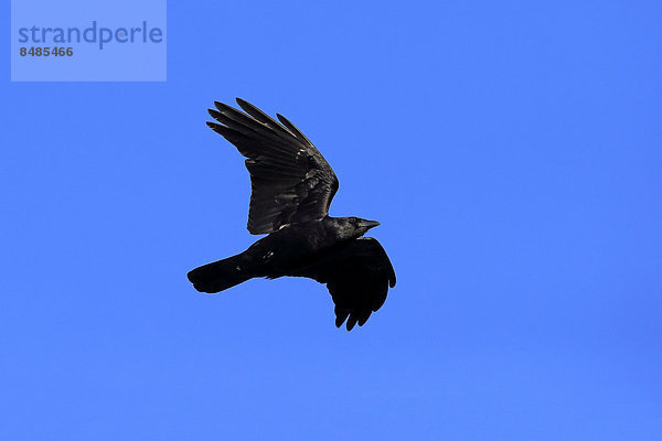 Fischkr‰he (Corvus ossifragus)  adult  Sanibel Island  Florida  USA