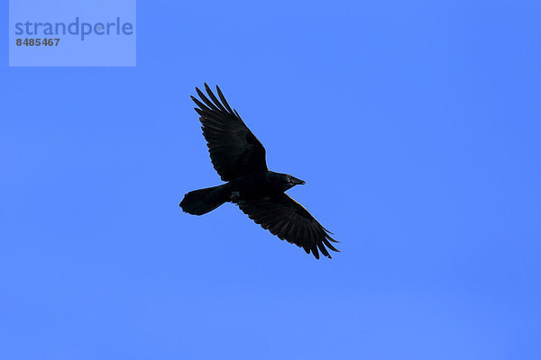 Fischkr‰he (Corvus ossifragus)  adult  Sanibel Island  Florida  USA