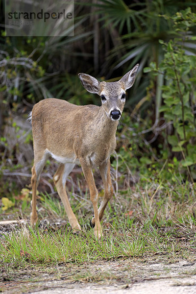 Key-Wei_wedelhirsch (Odocoileus virginianus clavium)  adult  Weibchen  National Key Deer Refuge  Florida  USA