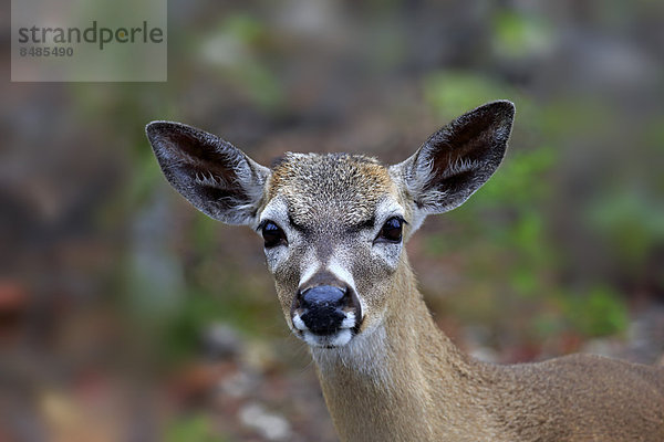 Key-Wei_wedelhirsch (Odocoileus virginianus clavium)  adult  Weibchen  Portrait  National Key Deer Refuge  Florida  USA