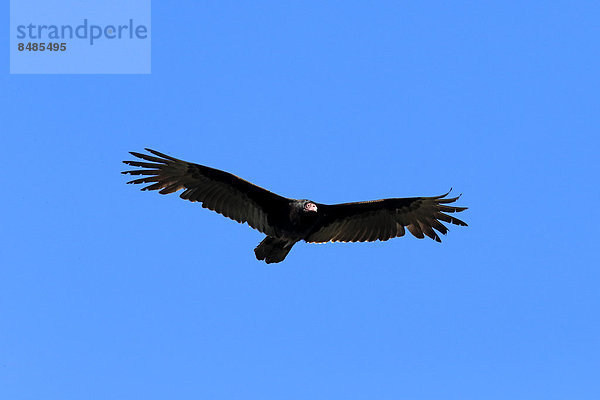 Truthahngeier (Cathartes aura)  adult  fliegend  Wakodahatchee Wetlands  Delray Beach  Florida  USA