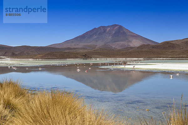 Der See Laguna Hedionda  Departamento PotosÌ  Altiplano-Hochland  Anden  Bolivien