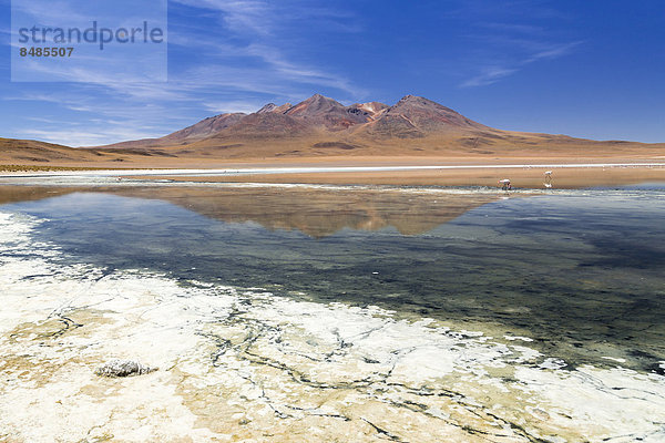 Der See Laguna CaÒapa  Departamento PotosÌ  Altiplano-Hochland  Anden  Bolivien