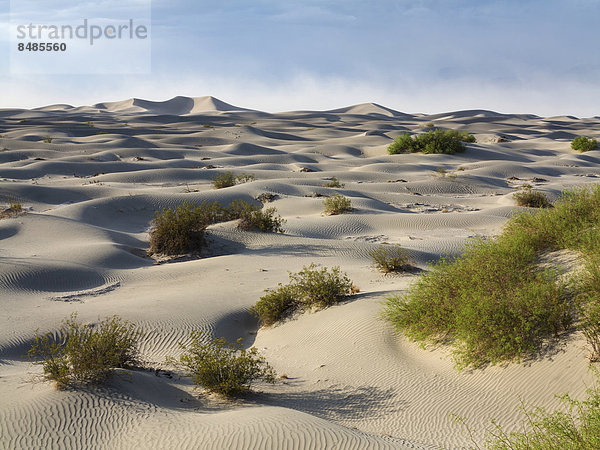 Vereinzelte junge Honig Mesquite B‰ume (Prosopis glandulosa torreyana) auf den Mesquite Flat Sand Dunes  Sandd¸nen am fr¸hen Morgen  Death Valley  Death-Valley-Nationalpark  Kalifornien  USA