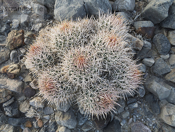 Cotton Top Cactus Kaktus (Echinocactus polycephalus)  Death-Valley-Nationalpark  Kalifornien  USA