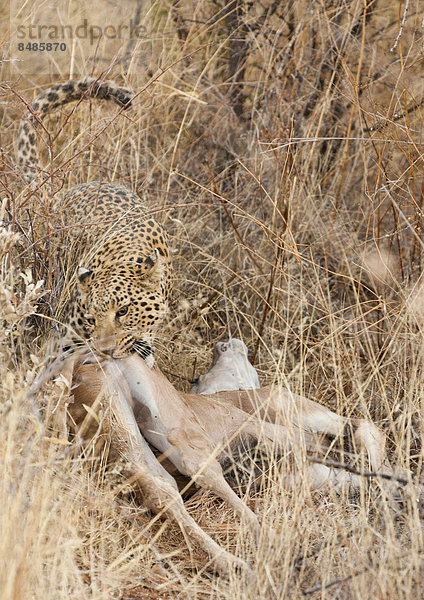 Leopard (Panthera pardus) im Steppengras  beginnt sein erlegtes Impala zu fressen  Namibia