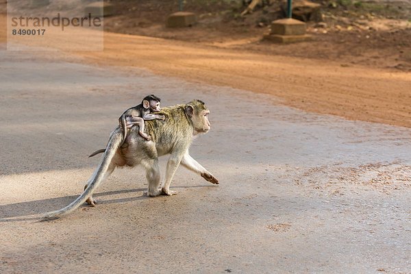 lang  langes  langer  lange  jung  über  Südostasien  Schwanz  Tierschwanz  Vietnam  Mutter - Mensch  Angkor  Asien  Kambodscha  Makak  Siem Reap