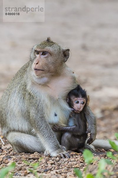 lang  langes  langer  lange  jung  Südostasien  Sorge  Schwanz  Tierschwanz  Vietnam  Mutter - Mensch  Angkor  Asien  Kambodscha  Makak  Siem Reap