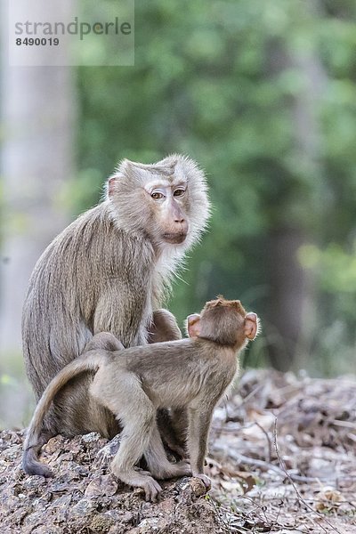 nahe  lang  langes  langer  lange  jung  Südostasien  Schwanz  Tierschwanz  Vietnam  Mutter - Mensch  Angkor  Asien  Kambodscha  Makak  Siem Reap