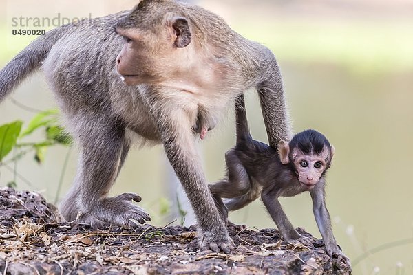 unterhalb  lang  langes  langer  lange  jung  Südostasien  Schwanz  Tierschwanz  Vietnam  Mutter - Mensch  Angkor  Asien  Kambodscha  Makak  Siem Reap