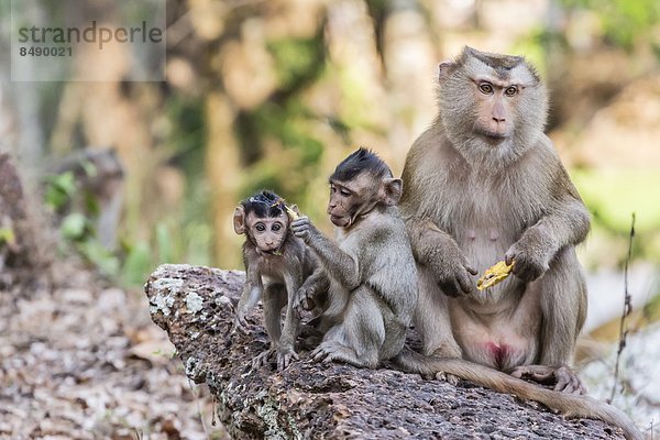 lang  langes  langer  lange  Südostasien  Schwanz  Tierschwanz  Vietnam  Angkor  Asien  Kambodscha  Makak  Siem Reap